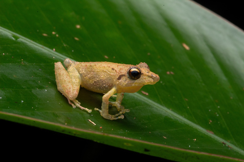 Vinha Robber Frog