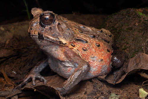 Bahia Forest Frog