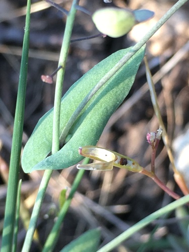 Perfoliate Penny-cress
