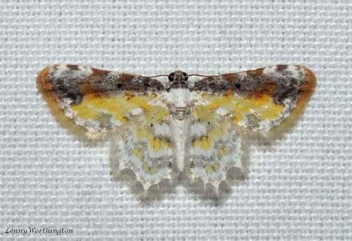 Acolutha pictaria (Moore, 1888)