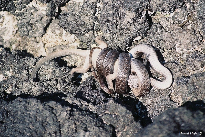 Fernandina Racer