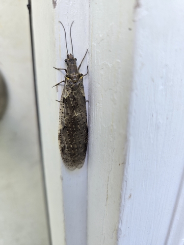 Spring Fishfly