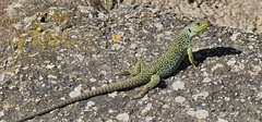 Lagarto Ocelado