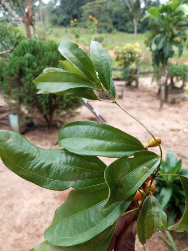 Abuta grandifolia