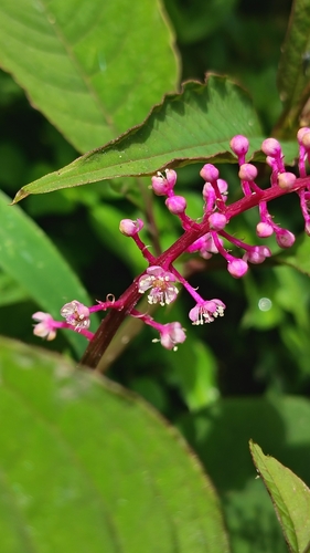 Venezuelan pokeweed