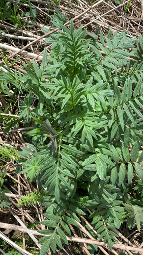 common valerian