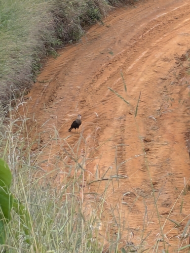 Crested Caracara