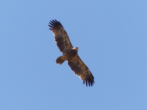 Tawny Eagle
