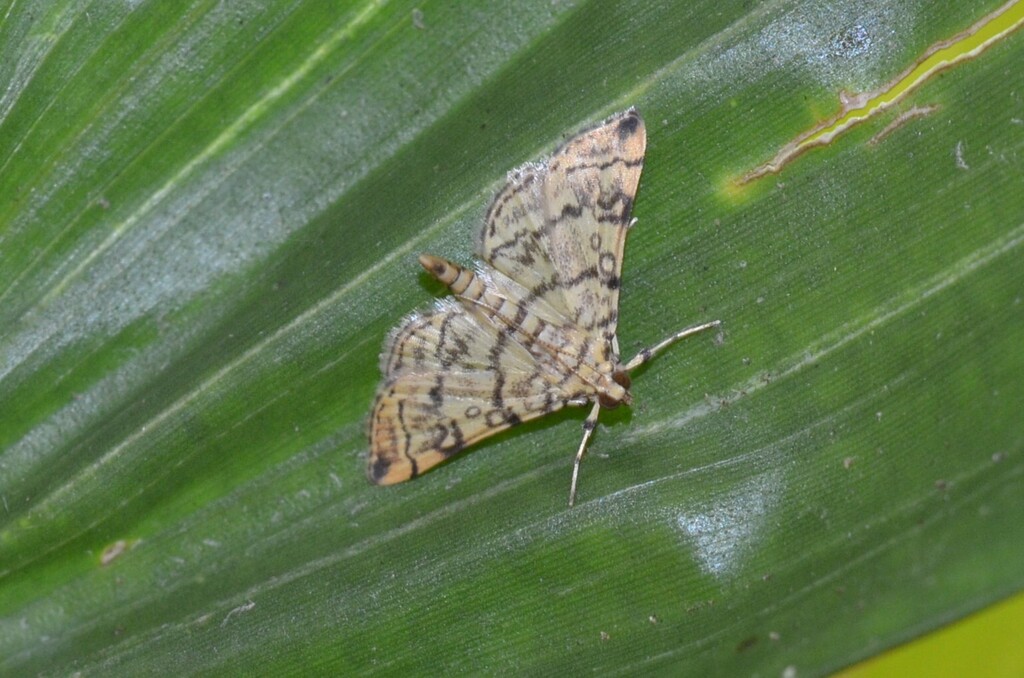 Checkered Apogeshna Moth from Río Piedras, San Juan, Puerto Rico on May ...