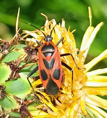 Calocoris nemoralis