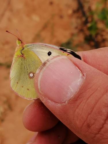 Clouded Yellow