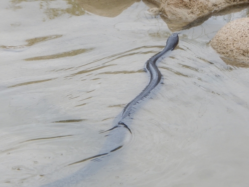Central American Indigo Snake