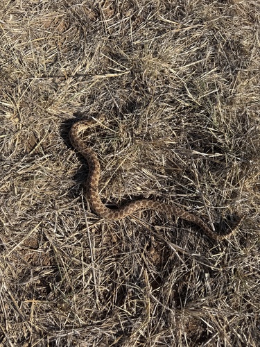 Plains Hognose Snake