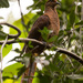 Brown Cuckoo-Dove - Photo (c) Andrew Rock, all rights reserved