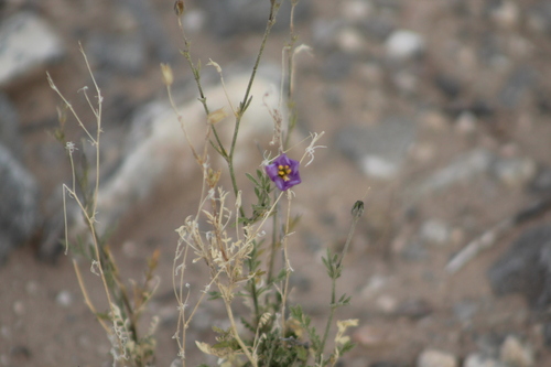 Giliastrum stewartii