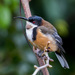 Eastern Spinebill - Photo (c) Andrew Rock, all rights reserved