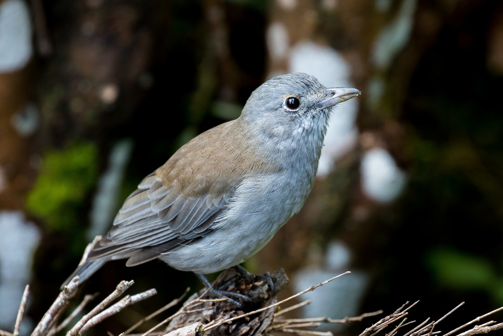 Gray Shrikethrush photo