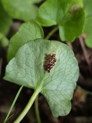 Uromyces ficariae