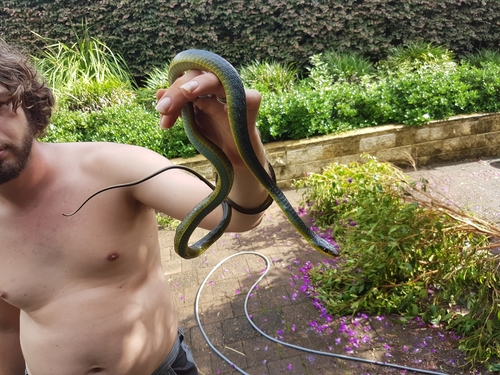 Common Tree Snake sighting