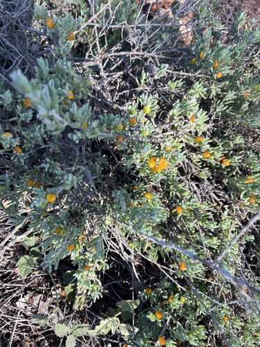 ruby saltbush