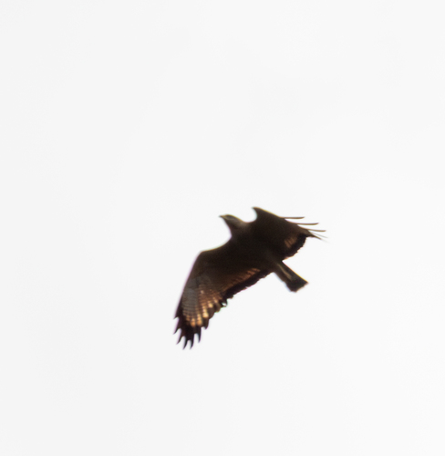 Savanna Hawk