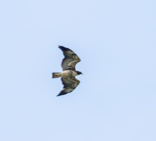 White-tailed Hawk