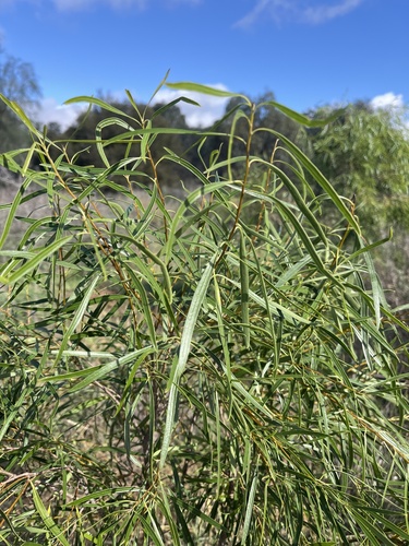 Native apricot