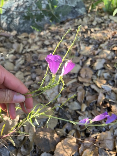 iNaturalist observation photo of Bunchleaf Penstemon
