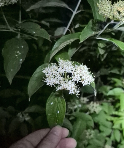 silky dogwood