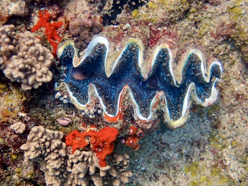 Tridacna elongatissima