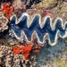Tridacna elongatissima - Photo (c) scott_phares, όλα τα δικαιώματα διατηρούνται