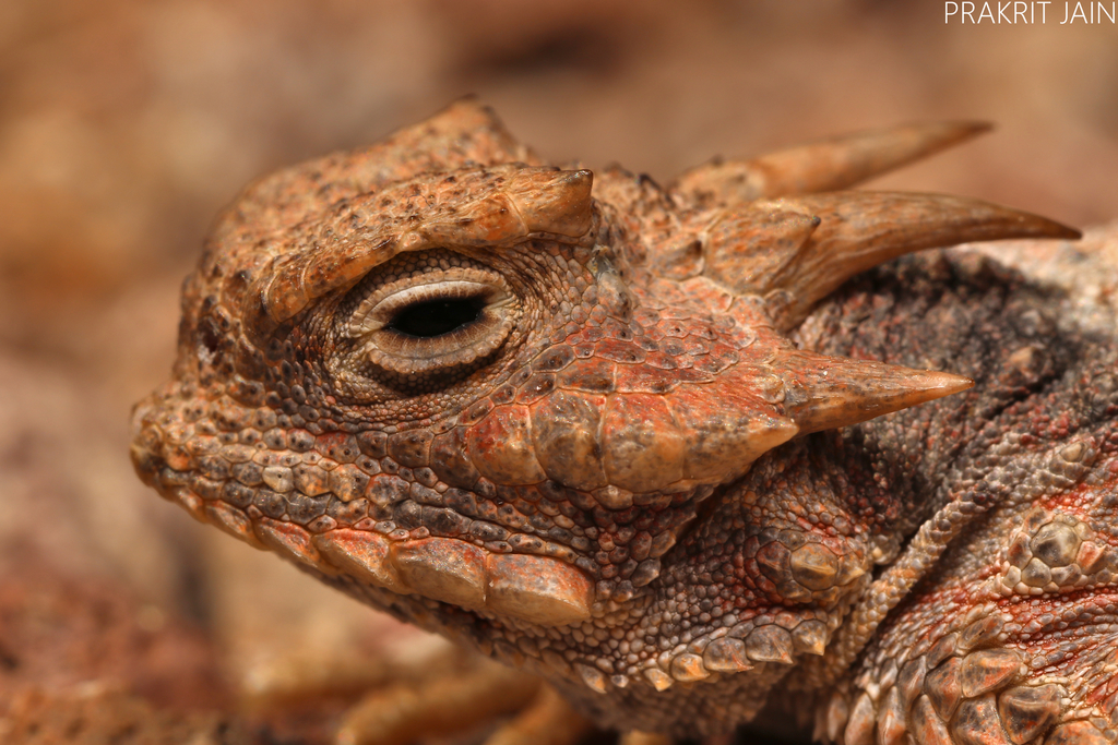 Desert Horned Lizard in April 2020 by Prakrit Jain. Amazing pink ...