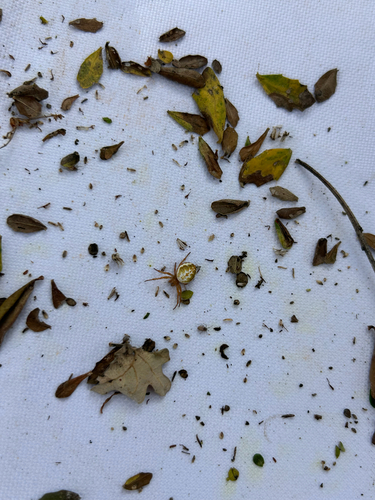 iNaturalist observation photo of Six-spotted Orbweaver