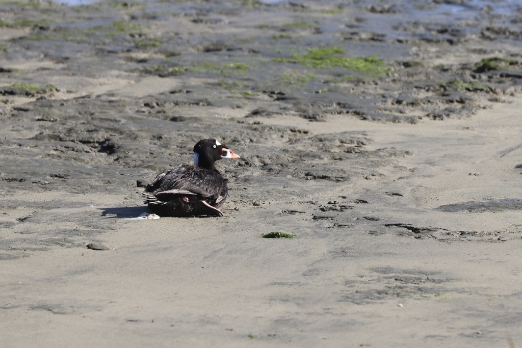 Surf Scoter