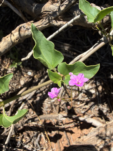 pink gum-fruit