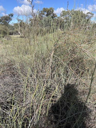 Tangled Lignum