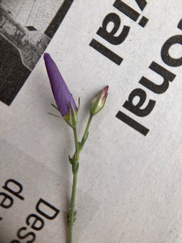 Stewart's Gilia