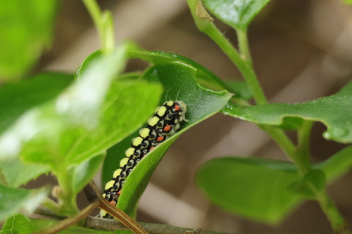 Neochalcosia remota