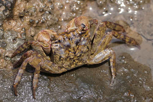Parasesarma pictum
