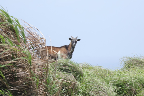 Domestic Goat