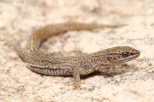 Desert Night Lizard