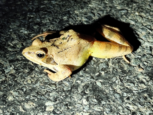 Agile Frog