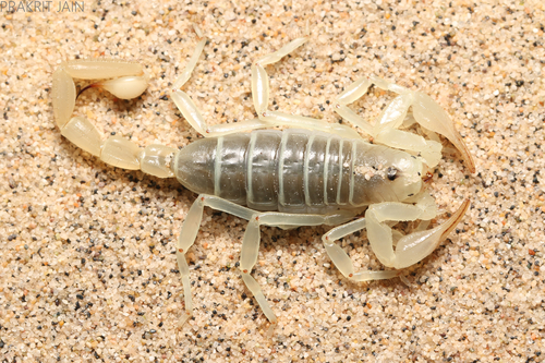 Mojave Dunes Scorpion