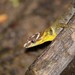 Bridled Forest Gecko - Photo (c) Manuel Mejia, all rights reserved, uploaded by Manuel Mejia