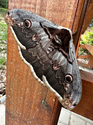 Giant Peacock Moth
