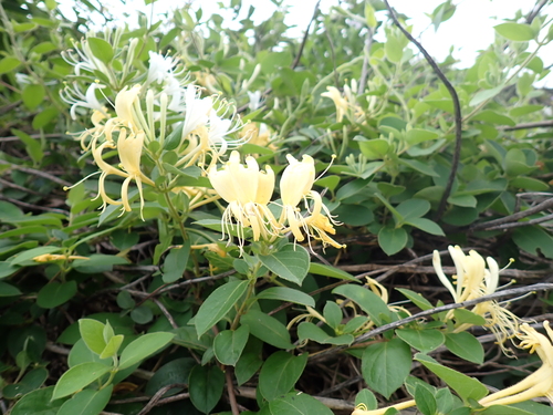 Japanese honeysuckle