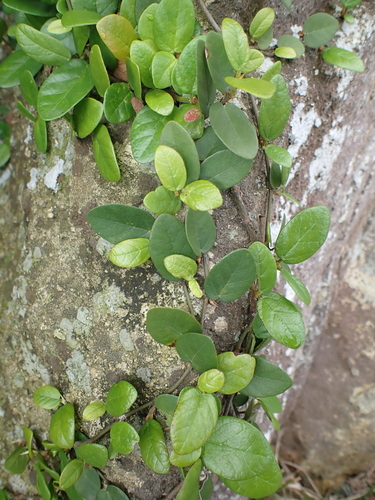 Climbing fig