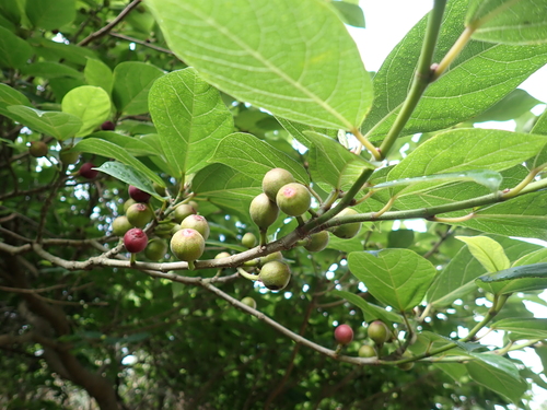 Japanese fig
