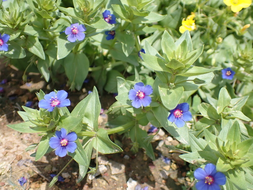 Blue Scarlet Pimpernel