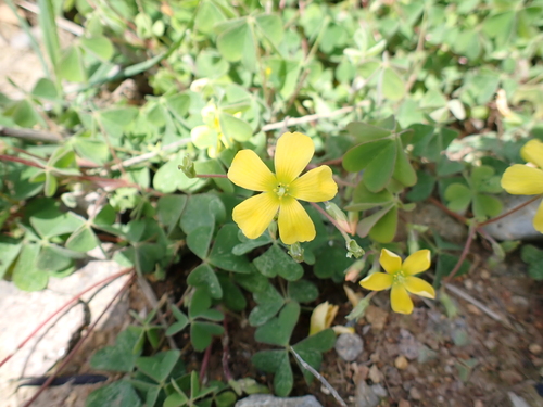 Creeping Woodsorrel